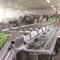 Machines de traitement des fruits et légumes automatiques